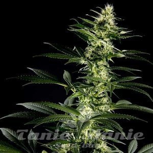 Himalaya Gold - 1