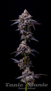 Hollywood - COOKIES SEEDS - 3