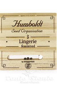 Lingerie - HUMBOLDT SEED - 1