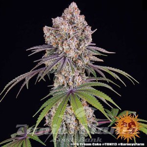 Ice Cream Cake - BARNEY'S FARM - 2