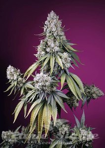 Jealousy Z XL Auto - SWEET SEEDS - 1