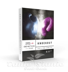 Knockout - HAPPY VALLEY GENETICS - 2