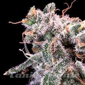 Atlas Seeds