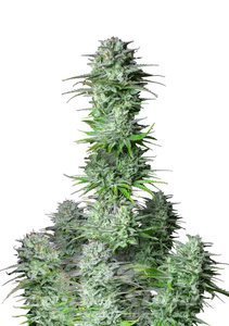Kosher Cake Auto - FASTBUDS - 1