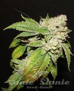 Larry OG Kush - THE CALI CONNECTION - 5