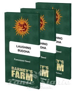 Laughing Buddha - BARNEY’S FARM - 6