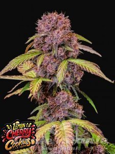 Lemon Cherry Cookies Auto - FASTBUDS - 2