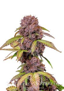 Lemon Cherry Cookies Auto - FASTBUDS - 1