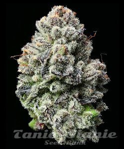 Lemon Cherry Gelato - BARNEY'S FARM - 2