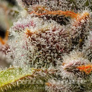 Lemon Cherry Sherb - COOKIES SEEDS - 3