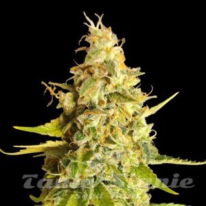 Lemon OG - 1