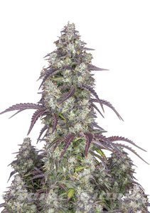 Lemon Pie Auto - FASTBUDS - 1