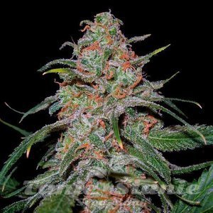 Lemon Skunk - 1