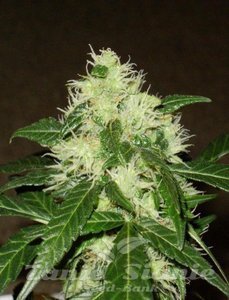 Lemon Skunk Auto - 1