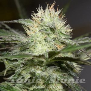 Lemon Sorbet - SILENT SEEDS - 1
