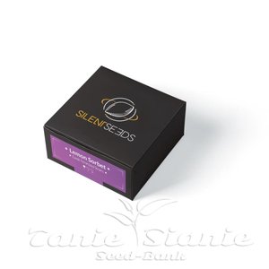 Lemon Sorbet - SILENT SEEDS - 2