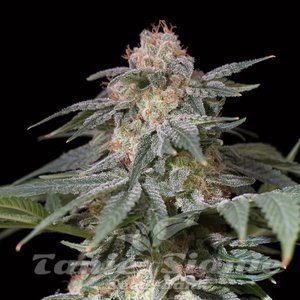 Lemon Tree FAST - SILENT SEEDS - 1