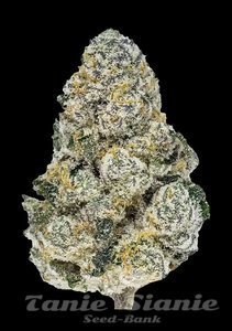 Lemonpaya - FASTBUDS - 4