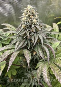 Lemonpaya - FASTBUDS - 2