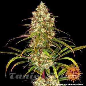 Liberty Haze - BARNEY’S FARM - 3