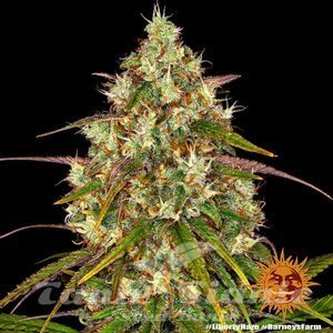 Liberty Haze - BARNEY’S FARM - 4