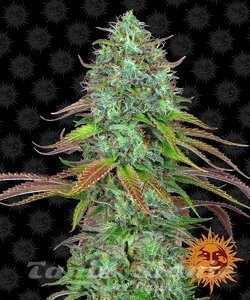 LSD Auto - BARNEY'S FARM - 1