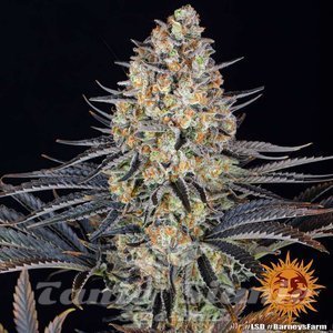 LSD - BARNEY’S FARM - 7