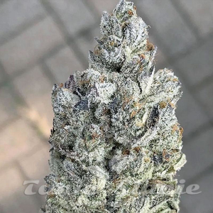 Marshmellow OG - COMPOUND GENETICS - 2