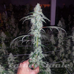 Marshmellow OG - COMPOUND GENETICS - 3