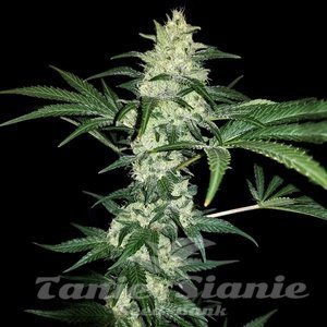 Mexican Sativa - 1