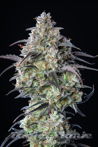 Mimosa Cake Auto - FASTBUDS - 2