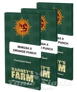 Mimosa x Orange Punch - BARNEY'S FARM - 7