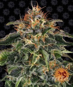 Moby Dick - BARNEY'S FARM - 1