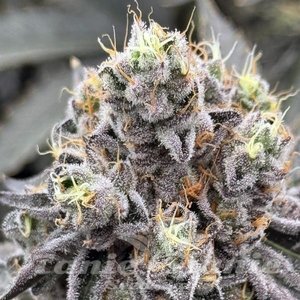 Money Ball - EXOTIC GENETIX - 3