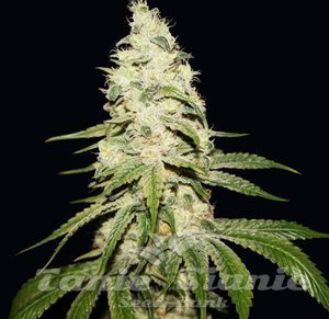 Mont Blanc - T.H. Seeds - 2