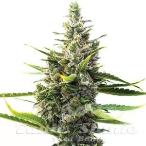 Moonshine Cookies - 1