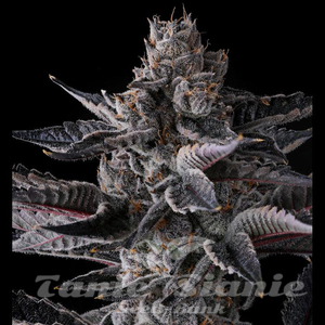 New Money - COMPOUND GENETICS - 2