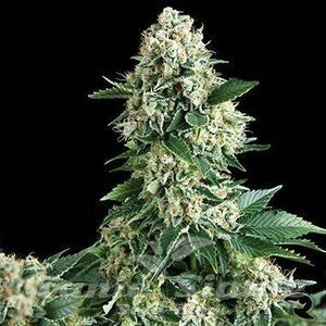 NYC Diesel Auto - 1