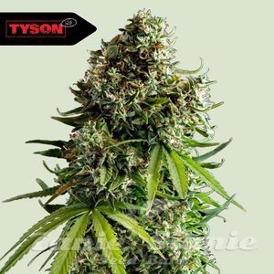 NYC Sour D Auto - ROYAL QUEEN SEEDS X TYSON 2.0 - 1
