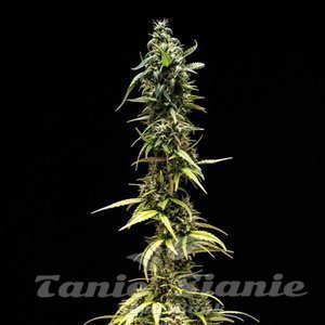 NYC Sour D Auto - ROYAL QUEEN SEEDS X TYSON 2.0 - 4