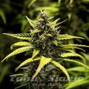 NYC Sour D Auto - ROYAL QUEEN SEEDS X TYSON 2.0 - 5