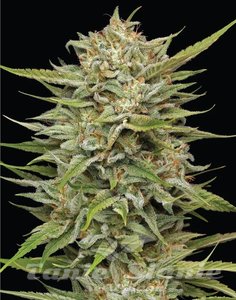 OG Kush Auto - HUMBOLDT SEED COMPANY - 2