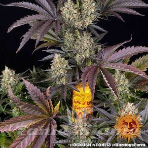 OG Kush - BARNEY'S FARM - 12