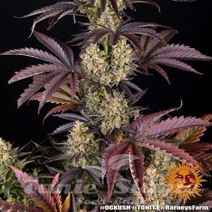 OG Kush - BARNEY'S FARM - 6