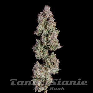 Oh My Thai Auto - HAPPY VALLEY GENETICS - 1