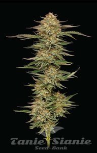 Orange Creampop - HUMBOLDT SEEDS COMPANY - 1