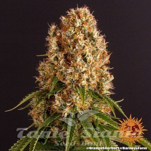 Orange Sherbert - BARNEY'S FARM - 3