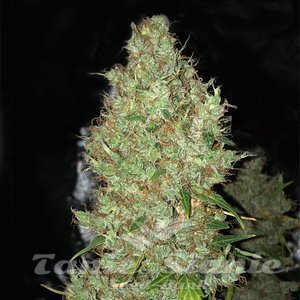 Orange Sherbet Auto - 1