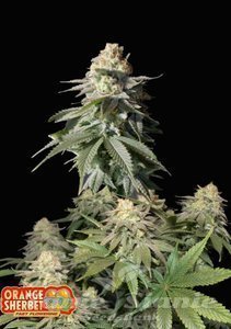 Orange Sherbet FAST - FASTBUDS - 2
