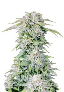 Original Afghan Kush Auto - FASTBUDS - 1